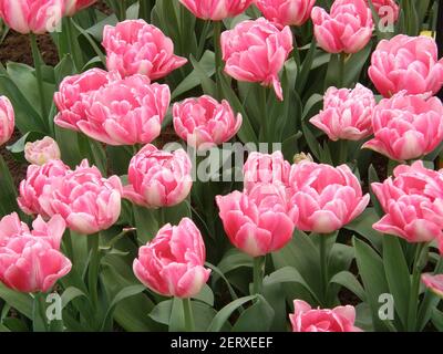 Rosa Pfingstrose blühte Doppelte frühe Tulpen (Tulipa) Foxtrot blühen in einer Garten im April Stockfoto