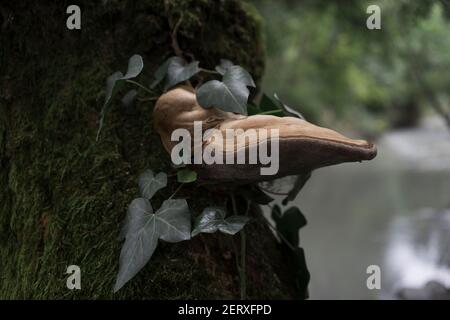 Ein Pilz, der natürlich auf einem Baum in der Nähe der Außenbezirke angebaut wird Von Grenoble Stockfoto