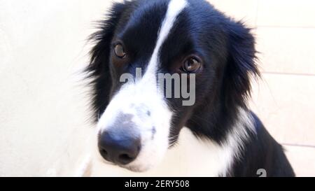 Border Collie Hund, posiert für Foto zu Hause, Brasilien, Sout America mit Fokus auf Augen, mit trauriger Ausdruck Stockfoto