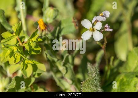 Diplomaxis erucoides, White Rocket Plant in Flower Stockfoto