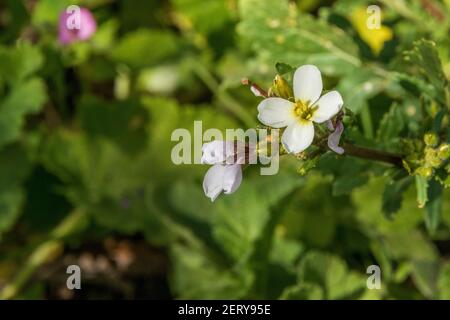 Diplomaxis erucoides, White Rocket Plant in Flower Stockfoto