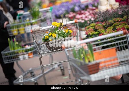Lauffen Am Neckar, Deutschland. März 2021, 01st. CORRECTS HEADLINE - Einkaufswagen stehen im Gartencenter Pflanzen Mauk. Im Rahmen der ersten Corona-Loosenings dürfen Hobbygärtner in mehreren Bundesländern zu Beginn des Frühlings wieder in Gartencentern stöbern. Quelle: Sebastian Gollnow/dpa/Alamy Live News Stockfoto