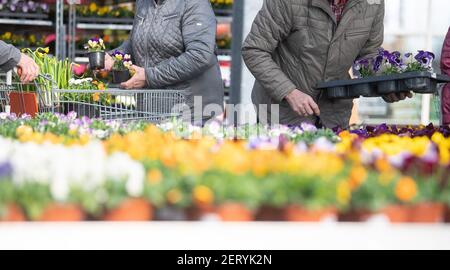 Lauffen Am Neckar, Deutschland. März 2021, 01st. CORRECTS HEADLINE - Kunden kaufen Blumen im Gartencenter Pflanzen Mauk. Im Rahmen der ersten Corona-Loosenings dürfen Hobbygärtner in mehreren Bundesländern zu Beginn des Frühlings wieder in Gartencentern stöbern. Quelle: Sebastian Gollnow/dpa/Alamy Live News Stockfoto