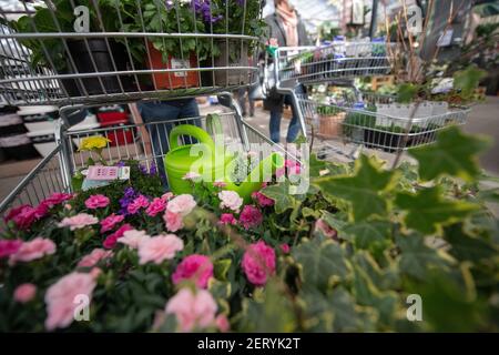 Lauffen Am Neckar, Deutschland. März 2021, 01st. KORRIGIERT HEADLINE - EIN Einkaufswagen mit Blumen und einer Gießkanne steht im Pflanzen Mauk Gartencenter. Im Rahmen der ersten Corona-Loosenings dürfen Hobbygärtner in mehreren Bundesländern zu Beginn des Frühlings wieder auf Gartenmärkten stöbern. Quelle: Sebastian Gollnow/dpa/Alamy Live News Stockfoto
