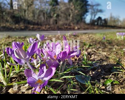 Eine Gruppe von frühen Krokus oder Tommasinis Krokus blüht Im Bereich am Straßenrand Stockfoto