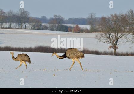 Rhea bei Utecht, Nordwestmecklenburg, Deutschland, Nandus im Schnee Stockfoto