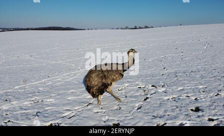 Rhea bei Utecht, Nordwestmecklenburg, Deutschland, Nandus im Schnee Stockfoto