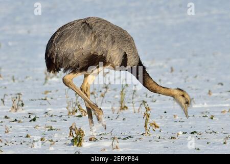 Rhea bei Utecht, Nordwestmecklenburg, Deutschland, Nandus im Schnee Stockfoto