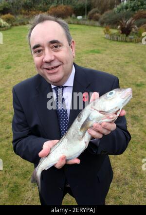 SNP Politiker und Fomer erster Minister von Schottland Alex Salmond Abgebildet hält einen Schellfisch aus der Nordsee Stockfoto