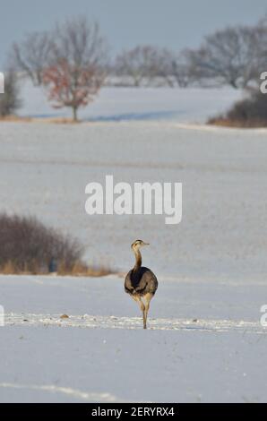 Rhea bei Utecht, Nordwestmecklenburg, Deutschland, Nandus im Schnee Stockfoto