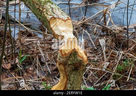 Biberbäume. Baumstamm genagt, gekaut, zerstört, geschnitzt, gefallen, Gebrochen durch den europäischen Biber Castor Faser in der Nähe des Wassers. Beweise für Biber Stockfoto