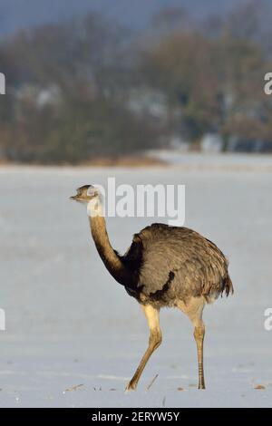 Rhea bei Utecht, Nordwestmecklenburg, Deutschland, Nandus im Schnee Stockfoto