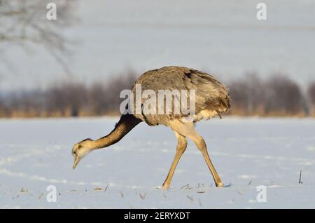 Rhea bei Utecht, Nordwestmecklenburg, Deutschland, Nandus im Schnee Stockfoto