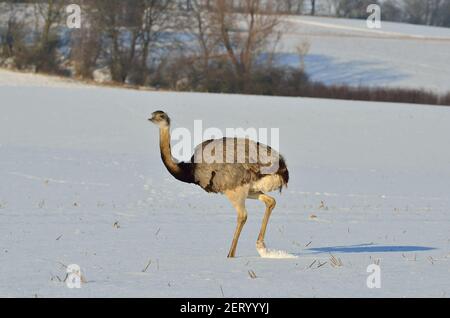 Rhea bei Utecht, Nordwestmecklenburg, Deutschland, Nandus im Schnee Stockfoto