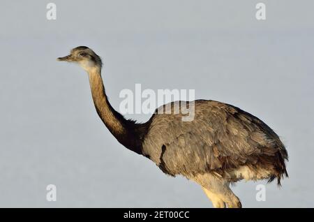 Rhea bei Utecht, Nordwestmecklenburg, Deutschland, Nandus im Schnee Stockfoto