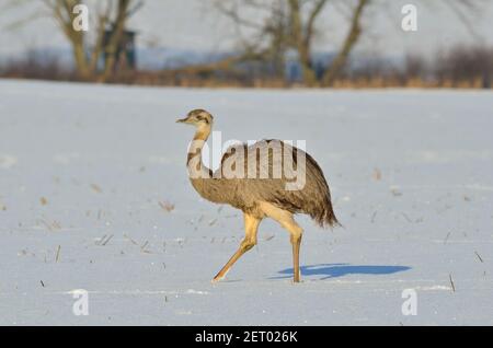 Rhea bei Utecht, Nordwestmecklenburg, Deutschland, Nandus im Schnee Stockfoto