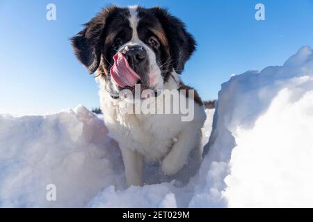 Erwachsener Bernhardiner-Hund, der im Winter in Snow herumspielt. Stockfoto