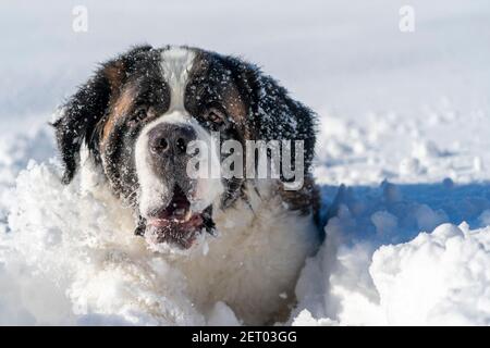 Sankt-Bernard-Nahaufnahme Portrait reinrassiger Hund, der im Schnee herumspielt Stockfoto