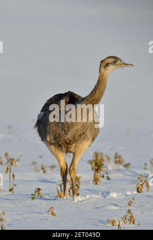 Rhea bei Utecht, Nordwestmecklenburg, Deutschland, Nandus im Schnee Stockfoto