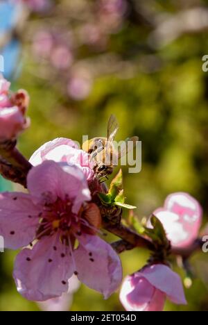 Schöne Honigbiene (APIs mellifera carnica) über der Pfirsichblüte. Stockfoto