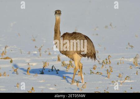 Rhea bei Utecht, Nordwestmecklenburg, Deutschland, Nandus im Schnee Stockfoto