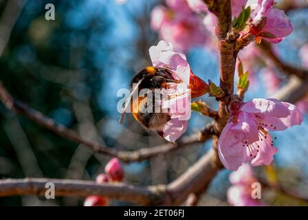 Hummel sammelt Pollen (Bombus terrestris), Pfirsichblüte. Stockfoto