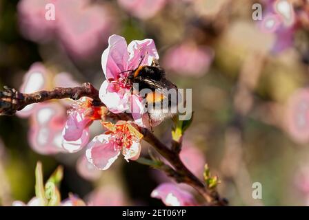 Hummel auf der Pfirsichblüte (Bombus terrestris). Stockfoto