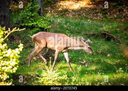 Hirsch im Wald auf der Suche nach Nahrung Stockfoto