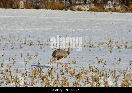 Rhea bei Utecht, Nordwestmecklenburg, Deutschland, Nandus im Schnee Stockfoto