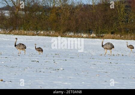 Rhea bei Utecht, Nordwestmecklenburg, Deutschland, Nandus im Schnee Stockfoto