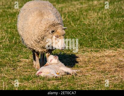 East Lothian, Schottland, Großbritannien, 1st. März 2021. UK Wetter: Neugeborene Lämmer genießen Frühlingssonne. Ein neugeborenes Shetland Schaf Lamm dosiert in der Wärme der Sonne neben seiner Mutter Mutterschafe Stockfoto