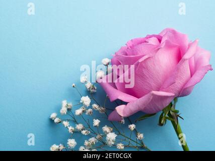 Eine rosa Rose mit Zweigen mit kleinen weißen Gipsophila-Blüten auf blauem Hintergrund. Stockfoto