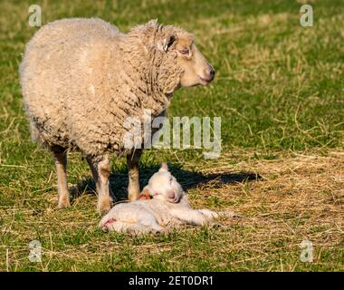 East Lothian, Schottland, Großbritannien, 1st. März 2021. UK Wetter: Neugeborene Lämmer genießen Frühlingssonne. Ein neugeborenes Shetland Schaf Lamm dosiert in der Wärme der Sonne neben seiner Mutter Mutterschafe Stockfoto