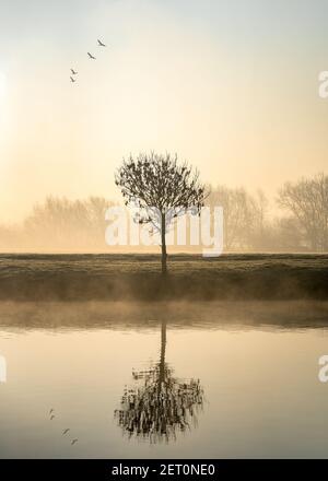 Einzelner einzelliger Baum bei Sonnenaufgang am Flussufer Mit Nebel und Nebel steigt von Kanalvögeln fliegen darüber Reflektierte Ruhe stilles Wasser nebliger Nebel Stockfoto