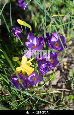 Lila Krokus blüht in Blüte und kleine Narzisse Narzisse Stockfoto