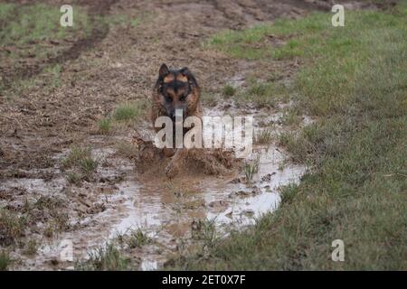 Deutscher Schäferhund im Schlamm Stockfoto