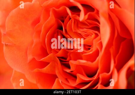 Nahaufnahme von orangefarbenen Rosenblättern im englischen Garten, norfolk, england Stockfoto