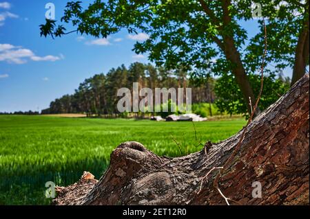 Blick über einen fokussierten Baumstumpf im Vordergrund auf unfokussierte Felder und Wälder unter einem blauen Himmel mit weißen Wolken. Stockfoto