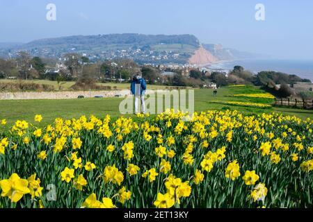 Sidmouth, Devon, Großbritannien. 1st. März 2021. Wetter in Großbritannien. Narzissen neben dem South West Coast Path in Sidmouth in Devon, die an einem warmen sonnigen Tag mit klarem blauen Himmel am ersten Tag des meteorologischen Frühlings in voller Blüte stehen. Die Narzissen wurden als Teil eines Projekts von der Sid Valley Association gepflanzt, um eine Million Zwiebeln nach einem großzügigen Geschenk des verstorbenen Keith Owen für den Schutz und das Naturerbe zu Pflanzen. Bild: Graham Hunt/Alamy Live News. Stockfoto