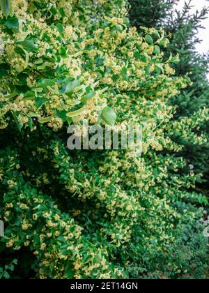 Linden (Tilia cordata) - ein dicht blühender Baum Stockfoto
