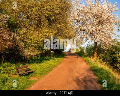 Unbefestigte Straße mit einer Bank und blühenden Kirschbaum in Feder Stockfoto