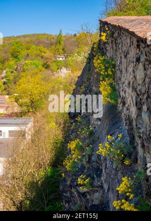 Seitenansicht der alten Steinmauer am Rand einer Felswand mit blühender Frühlingsblume Aurinia saxatilis - (bekannt als: Korb aus Gold, goldsanft alyssum Stockfoto