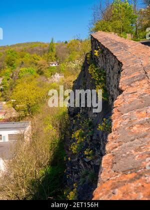 Alte Steinmauer am Rand einer Felswand mit blühender Frühlingsblume Aurinia saxatilis - (bekannt als: Korb aus Gold, goldsanft alyssum, golden Stockfoto