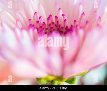 Extreme Nahaufnahme Makro-Bild einer rosa Blume Blüte Stockfoto