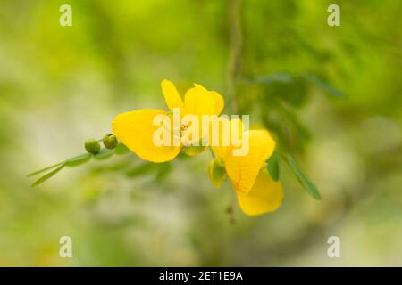 Schöne Blume hemerocallis, gelbe Farbe. Makrofotos. Stockfoto