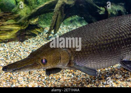 Arapaima gigas, auch pirarucu genannt, ist eine Pflanzenart aus der Gattung der arapaima native auf den Flussbecken des Amazonas. Einmal geglaubt, die einzige Art in der zu werden. Stockfoto