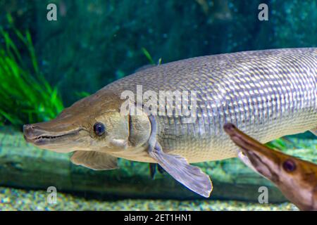 Arapaima gigas, auch pirarucu genannt, ist eine Pflanzenart aus der Gattung der arapaima native auf den Flussbecken des Amazonas. Einmal geglaubt, die einzige Art in der zu werden. Stockfoto