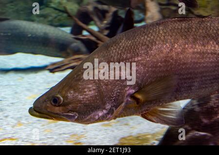 Arapaima gigas, auch pirarucu genannt, ist eine Pflanzenart aus der Gattung der arapaima native auf den Flussbecken des Amazonas. Einmal geglaubt, die einzige Art in der zu werden. Stockfoto