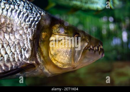 Singapore River Safari und Singapore Zoo Aquarium. Verschiedene Aquarium, Fische und Besucher des Parks Singapur, 14. April 2018 Stockfoto