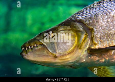 Singapore River Safari und Singapore Zoo Aquarium. Verschiedene Aquarium, Fische und Besucher des Parks Singapur, 14. April 2018 Stockfoto